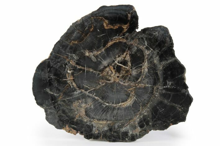 Polished Petrified Wood (Woodworthia) Round - Circle Cliffs #244618